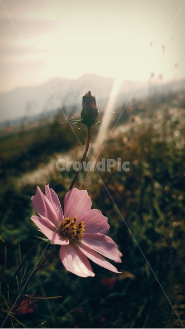 꽃,코스모스,가을꽃,산책,가을,감성,가을,계절,fall,autumn,season,식물,자연,plants,nature,꽃,flower,plant