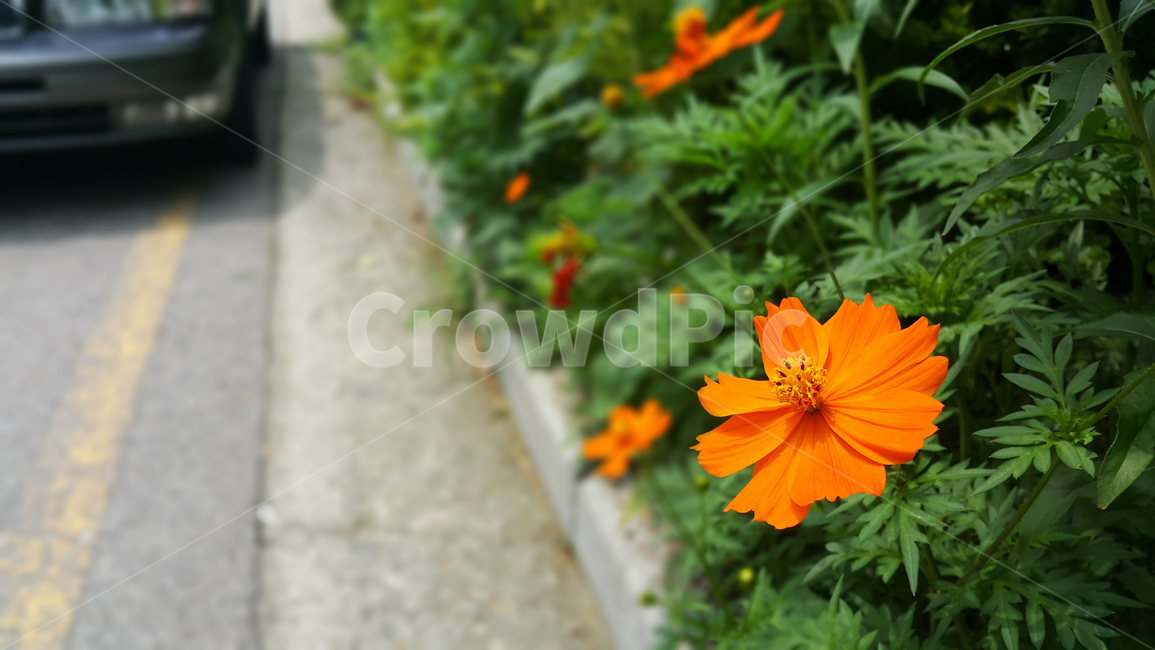 꽃,야생화,화단,컬러,flowers