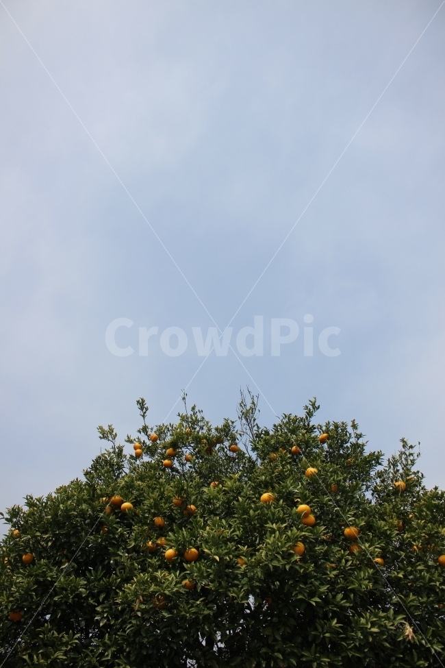 귤,오렌지,제주도,열매,나무,자연,음식,식재료,요리,food,cook,meal,dishes,food reserves,과일,열매,fruit