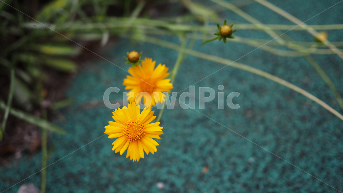 야생화,꽃,노란색,wildflower,flowers,yellow