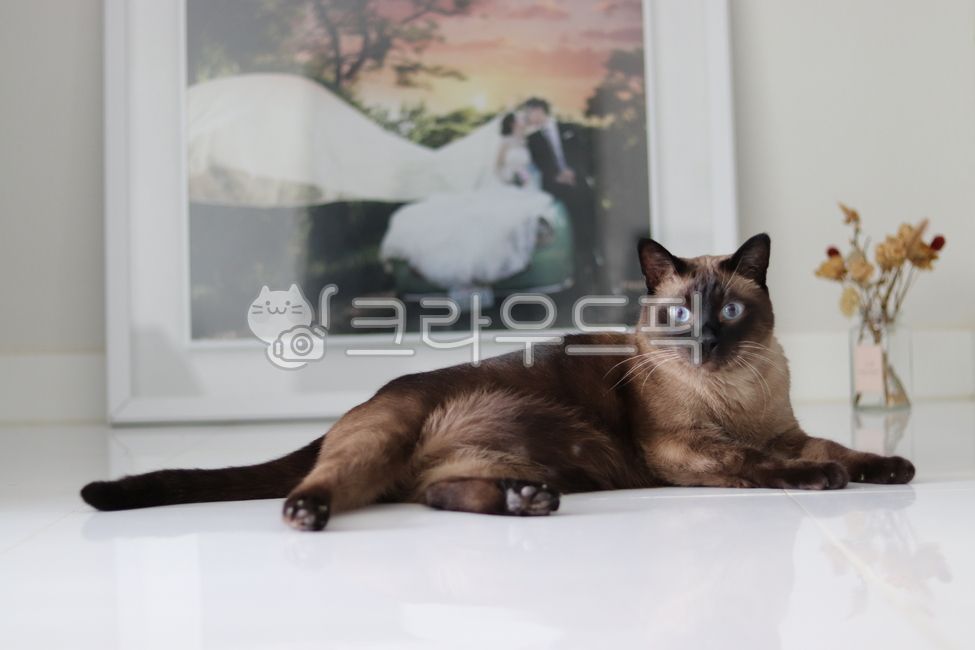 dryflower,siamesecat,wedding photo,Siamese,vase,dried flower,cute,kitty,siamese,cat,pet,weddingpicture,photo,picture,flower,siamese cat,Pets,photograph,interior design,interiordesign,Photo Frame