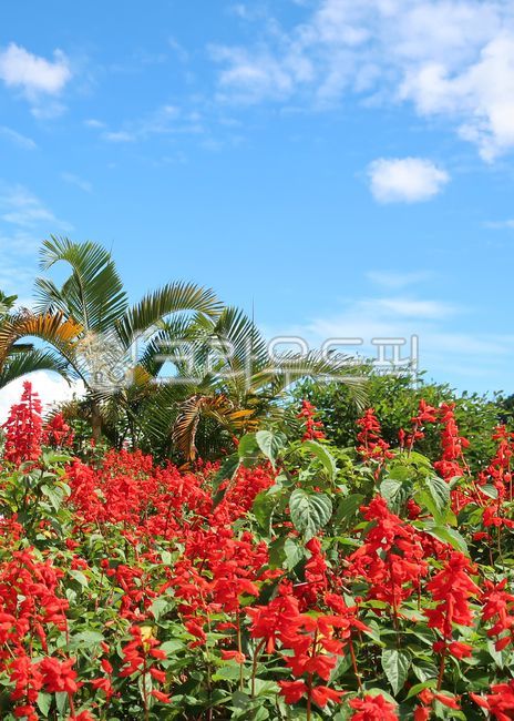 사루비아,사루비아꽃,야자수,파란하늘,파란색,빨간색,꽃,summer,여름