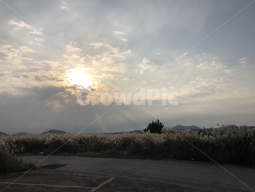 빛,태양,하늘,구름,갈대,자연,tarmac,아스팔트,제주도