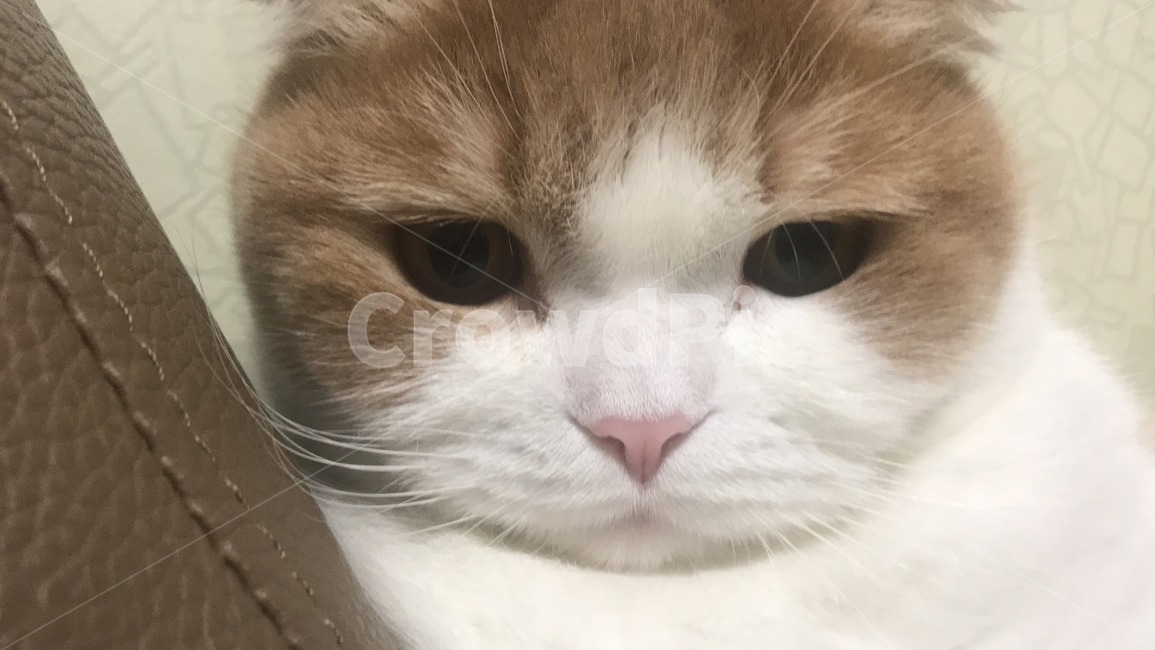 스코티쉬폴드,cat,집냥이,고양이,고양이얼굴