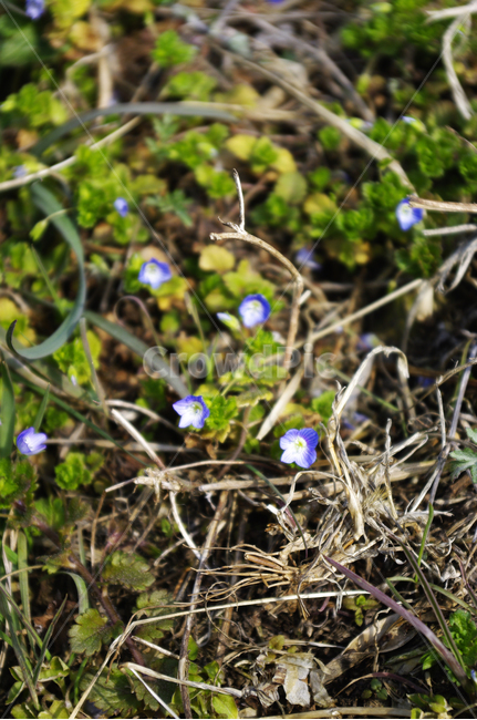 봄까치꽃,꽃,식물,flower,plant,봄꽃