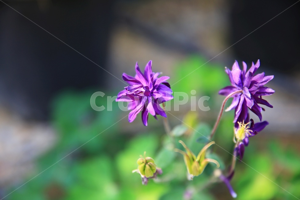 leaf,잎,plant,식물,blossom,petal,꽃잎,flower,꽃,봄,봄꽃,계절,끈끈이대나물