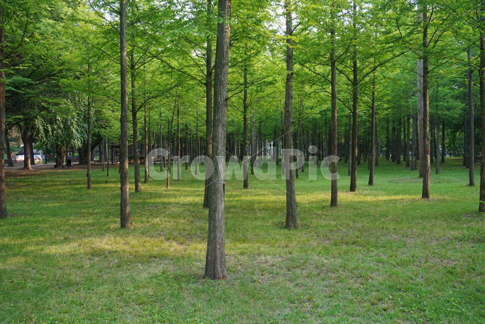 숲,산림,녹지,반듯한,소풍,피크닉,식물,자연,plants,nature,나무,trees,wood