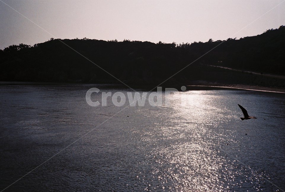 섬,바다,필름,sea,film,필름사진,island,자연,nature,물,water,석양,햇빛,sunset,새,갈매기,bird