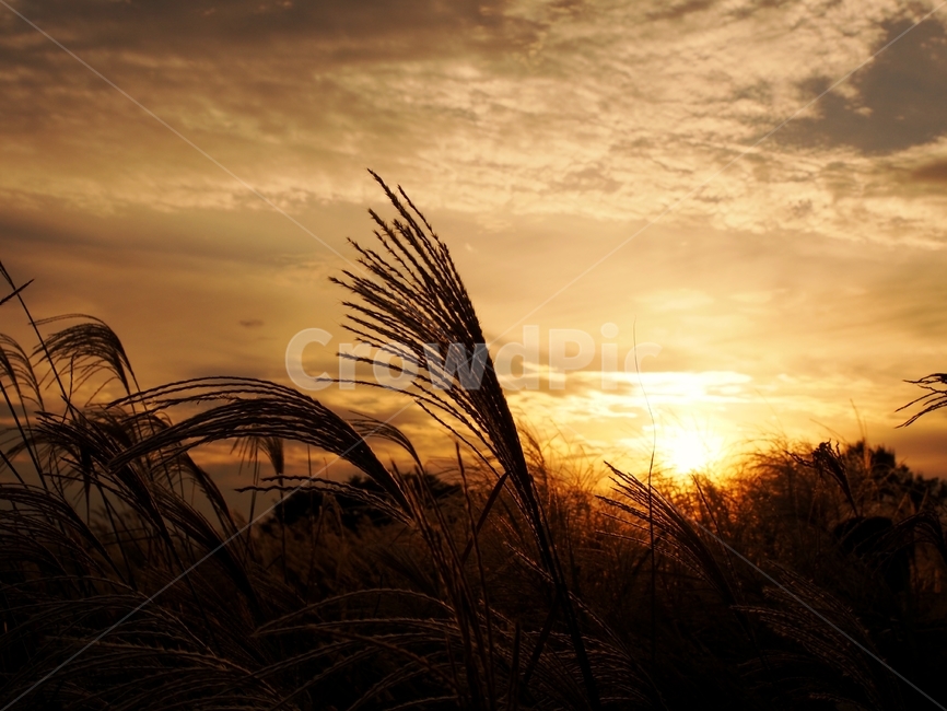 하늘,억새,하늘공원,노을,일몰,가을,계절,fall,autumn,season,자연,풍경,nature,landscape,grass,잔디,plant,식물
