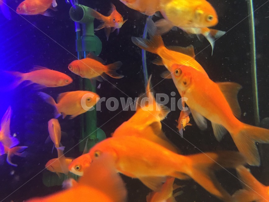동물,fish,물고기,goldfish,금붕어,어항,fishbowl,animal