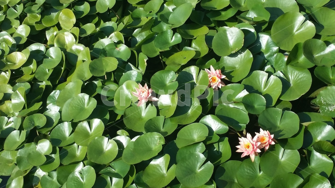 연꽃,자연,풍경,꽃,한국,초록,연분홍,연잎,lotus,lotuses,nelumbo,nature,spontaneous,flower,식물,자연,plants,nature,꽃,flower