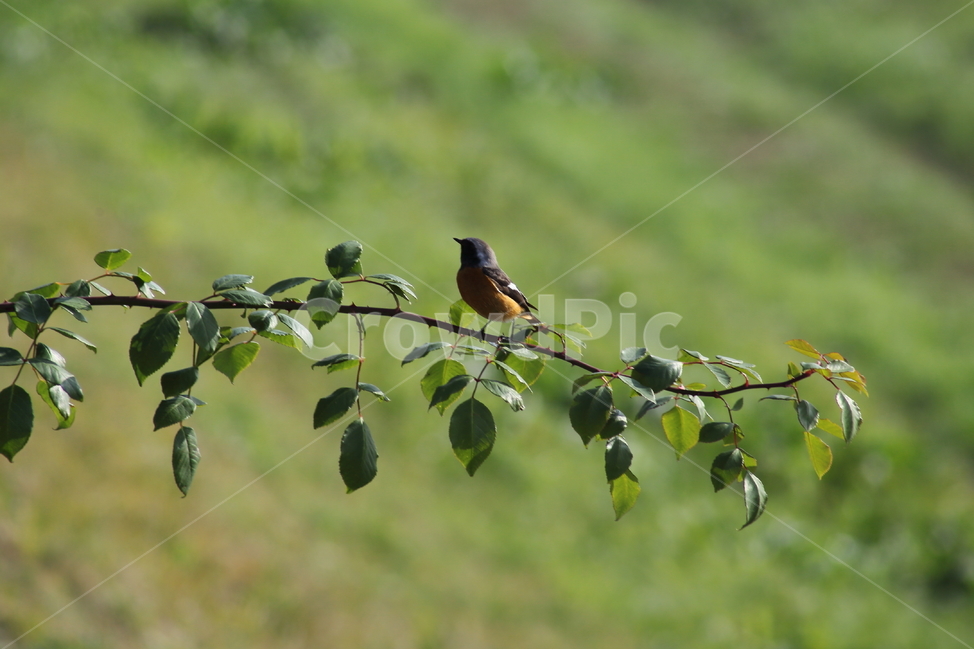 딱새수컷,딱새,새,야생동물,daurianredstart,작은새,동물,animal,조류,새,birds