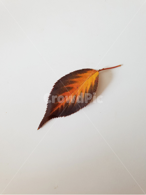 leaf,fallenleaves,maple,단풍,낙엽,잎,잎사귀,감잎,가을,분위기,나뭇잎,나무잎,배경,가을,계절,fall,autumn,season,식물,자연,plants,nature