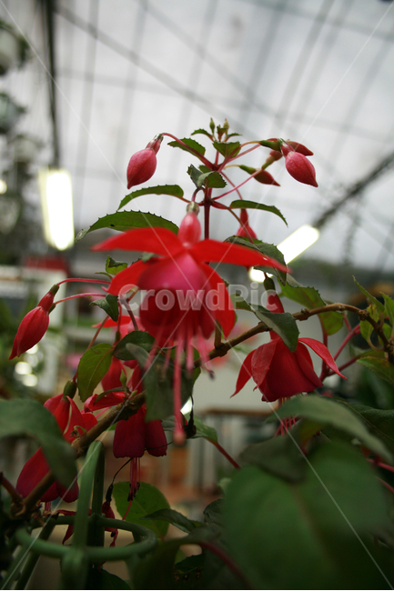 후크시아,식물,flower,plants,nature,꽃,꽃봉오리,화원,식물,자연,plants,nature,꽃,flower