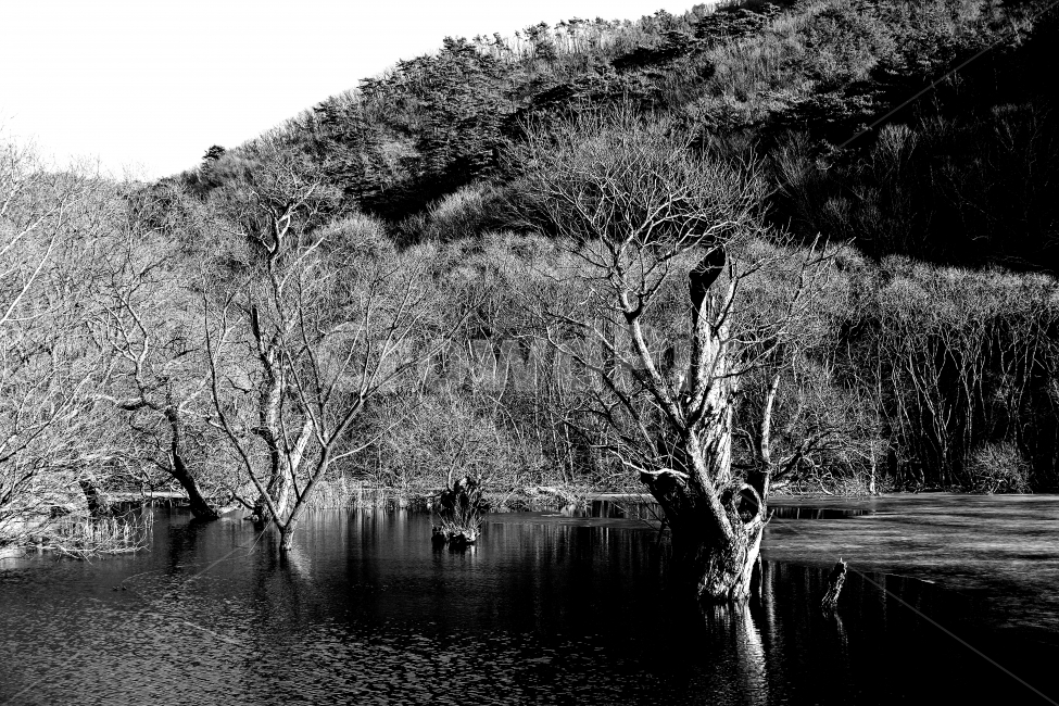 청송,주산지,겨울호수,물과나무,쓸쓸한호수,자연,풍경,nature,landscape,한국자연풍경,한국자연경관,korea nature landscape,식물,plants,나무,trees,wood,흑백,모노톤,monochrome,black and white,outdoors,옥외,water,물