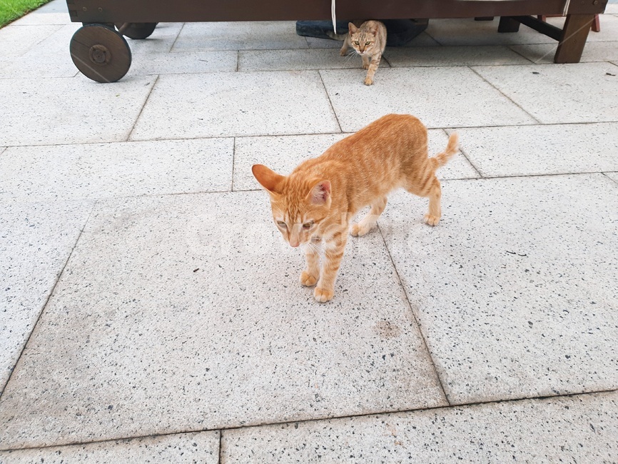 고양이,동물,아기고양이,새끼고양이,귀여운
