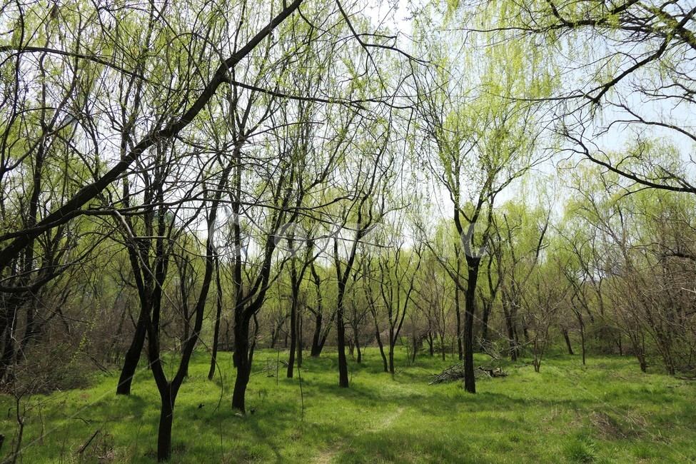 자연,샛강,봄,나무,풀,꽃,초록,숲,식물,자연,plants,nature,나무,trees,wood