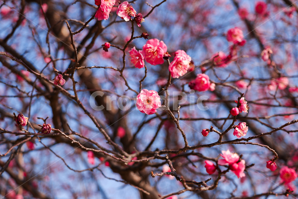 벚꽃,홍매화,plant,꽃,blossom,식물,flower,식물,자연,plants,nature,꽃,flower