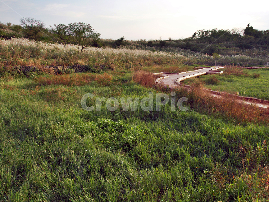 대왕수천예래생태공원,예래동,올레8코스,올레길,제주,서귀포시,자연,풍경,nature,landscape,field,들,grassland,목초지,outdoors,옥외