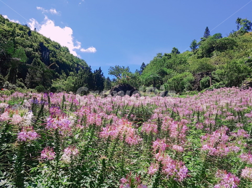 outdoors,옥외,산,꽃,꽃밭,하늘,봄,5월