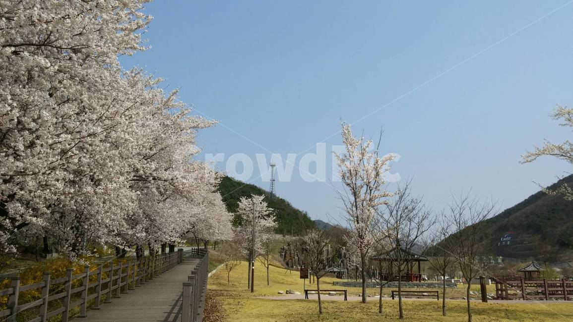 봄나들이,공원,벚꽃놀이,spring,벚꽃,봄,계절,spring,season,자연,풍경,nature,landscape,plant,식물
