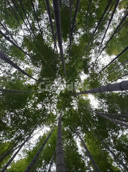 대나무,대나무숲,숲,잎,산,bamboo,wood,leaf,mountain
