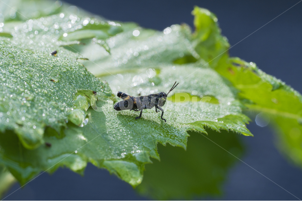 메뚜기,아침이슬,이슬,보케,풀잎,식물,자연,plants,nature,동물,animal,곤충,벌레,insect,bug