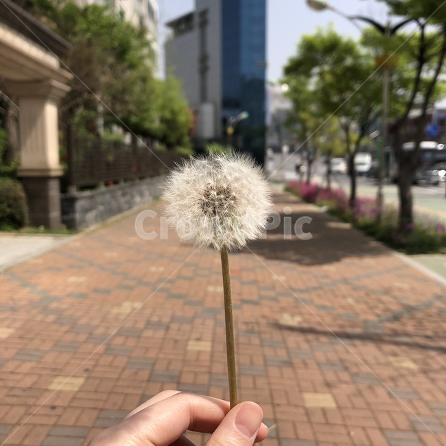 민들레,흰색,홑씨,소원,햇빛,dandelion