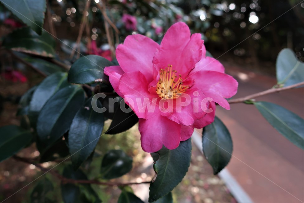 동백섬,동백,동백꽃,동백나무,식물,겨울,꽃송이,빨강,식물,자연,plants,nature,꽃,flower