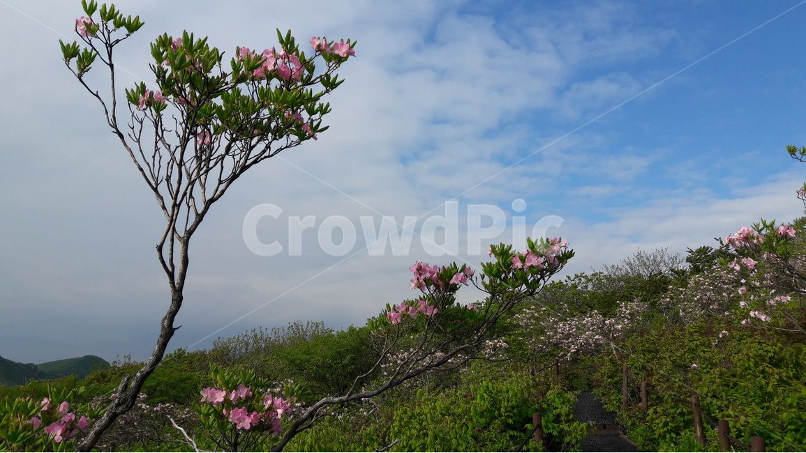 단양,소백산,철쭉,철쭉축제,연화봉,자연,풍경,nature,landscape,식물,plants,나무,trees,wood,plant