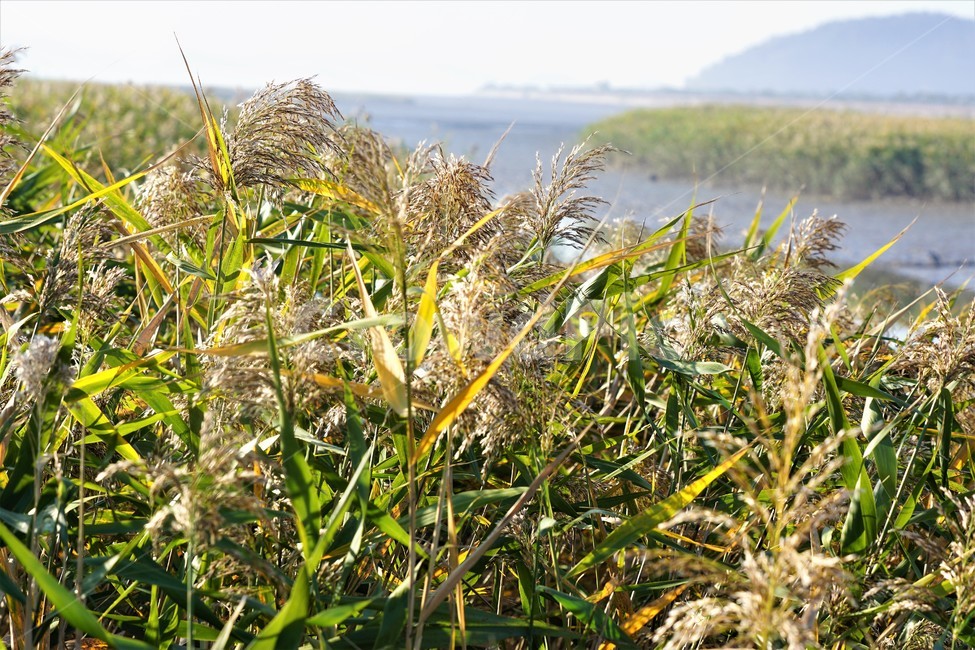 가을,갈대,자연,식물,하늘,갯벌,산,감성,풍경,nature,fall,autumn,sky,가을,계절,fall,autumn,season,grass,잔디,plant,vegetation,초목