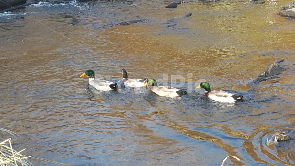 오리,가족,강,줄지어,헤엄,동물,animal,조류,새,birds