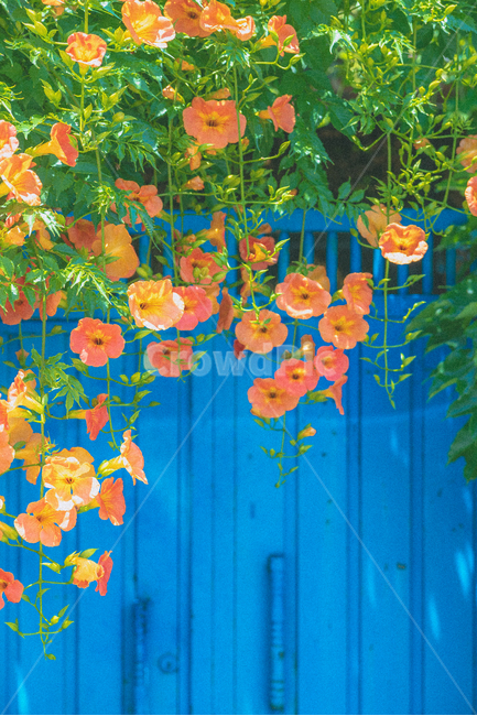 능소화,꽃,flower,담벼락,파란지붕,자연,봄꽃,여름꽃,꽃말,꽃명,꽃,flower,식물,자연,plants,nature