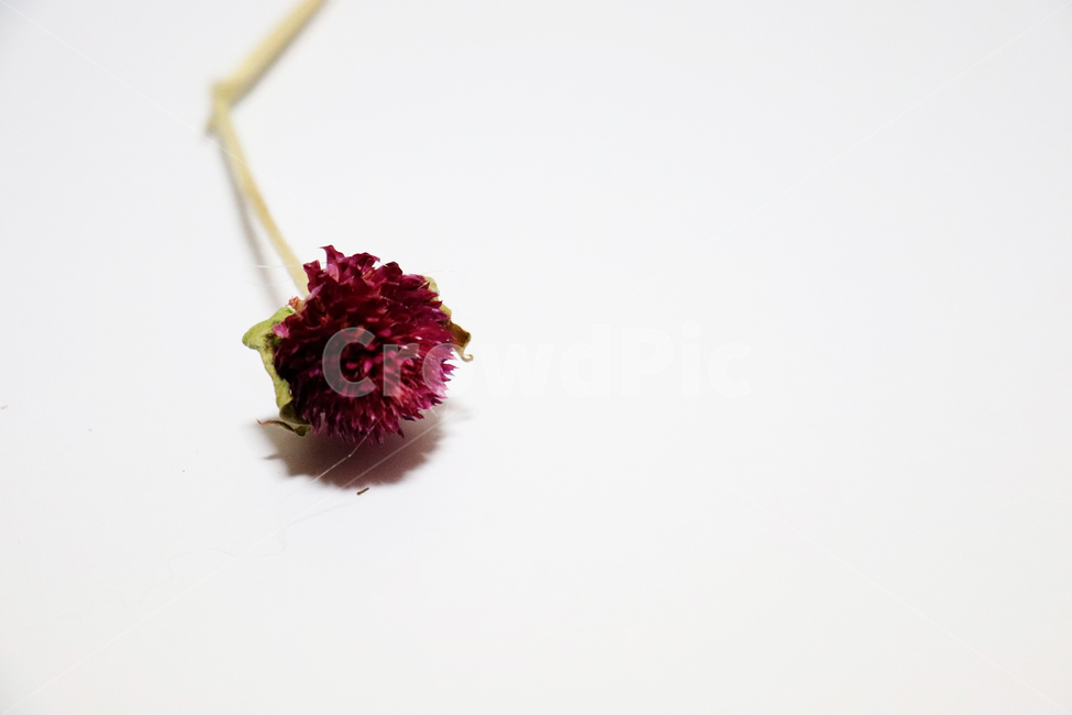 천일홍,장미,미니장미,꽃,드라이플라워,말린꽃,식물,자연,plants,nature,꽃,flower