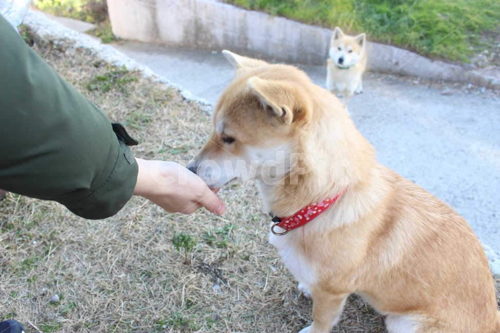 강아지,길거리,두마리,동물,dog,개,동물,animal,포유류,mammal,개,강아지,dog,doggy