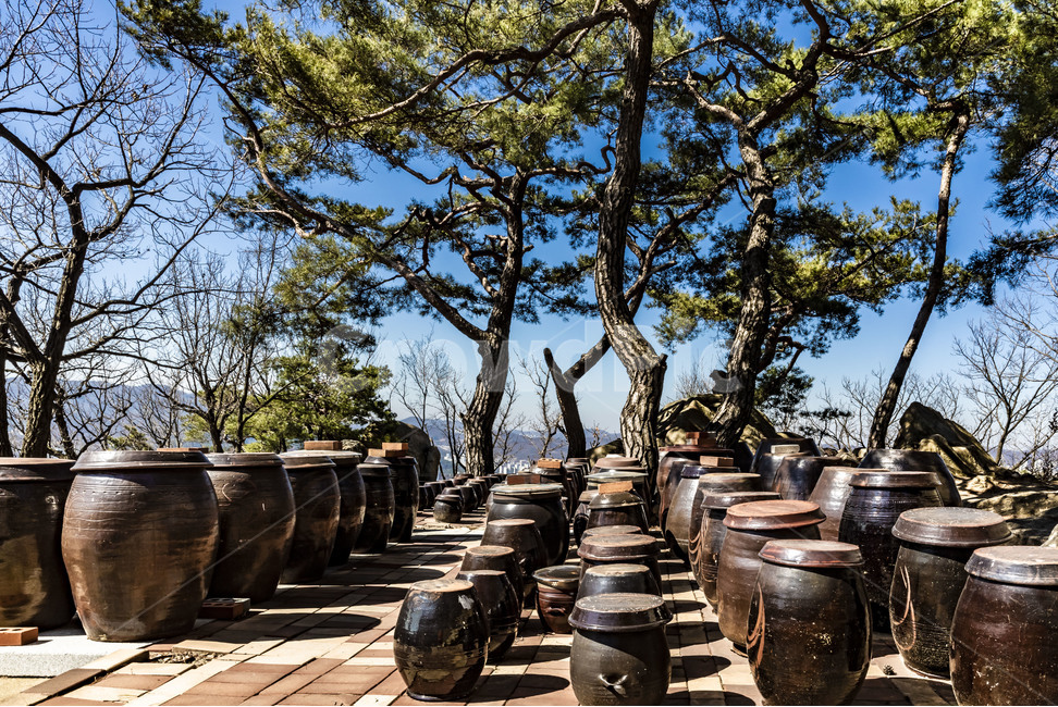 장독대,장독,항아리,독,옹기,감성,소나무