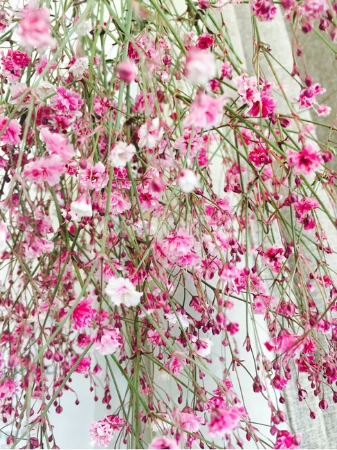 꽃,안개꽃,핑크,분홍,화사함,힐링,식물,자연,plants,nature,꽃,flower