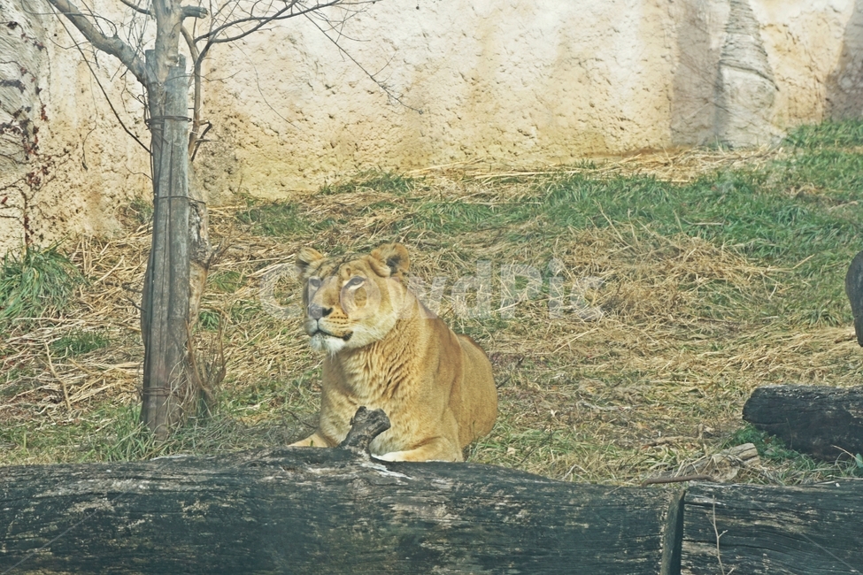 동물,야생,사자,줄무늬,육식,nature,자연,lion,animail,animalpark,park,동물보호,동물,animal,포유류,mammal