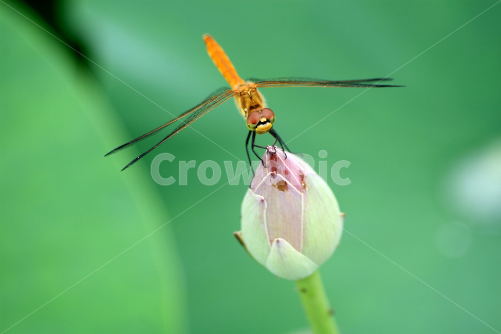 insect,곤충,잠자리,연,연봉오리,식물,자연,plants,nature,곤충,벌레,insect,bug