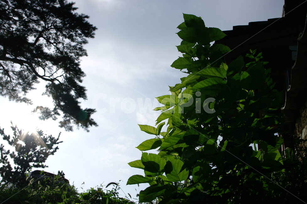 leaf,잎,plant,식물,숲,햇빛