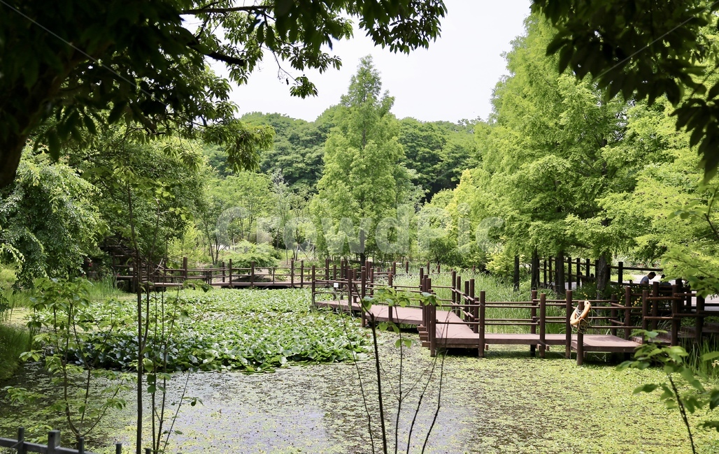 수목원,식물원,산책,숲,숲길,산책길,연못