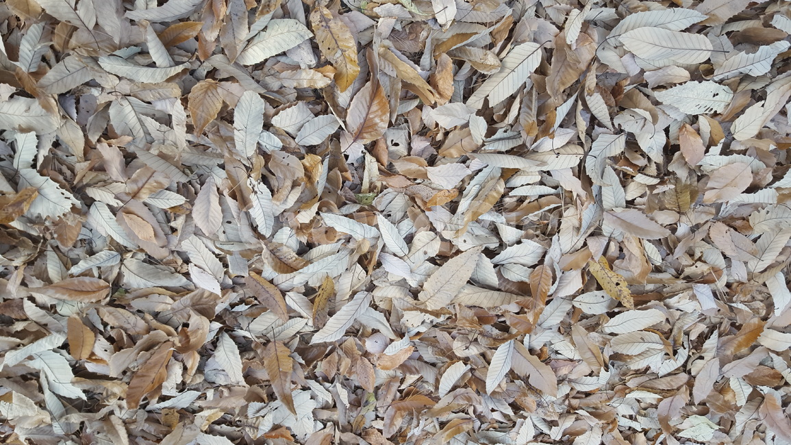 단풍,낙옆,늦가을,잎사귀,풍경,가을,계절,fall,autumn,season