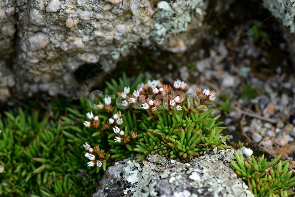 난쟁이바위솔,야생화,식물,자연,꽃,생태,힐링,플라워,wildflower,flower,plants,nature,season,감성,느낌,emotion,feeling,여름,난장이바위솔,돌나물과,나쟁이바위솔속,식물,자연,plants,nature