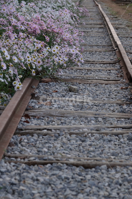 rail,레일,transportation,교통,기찻길,railway,철도,구절초,꽃길,가을