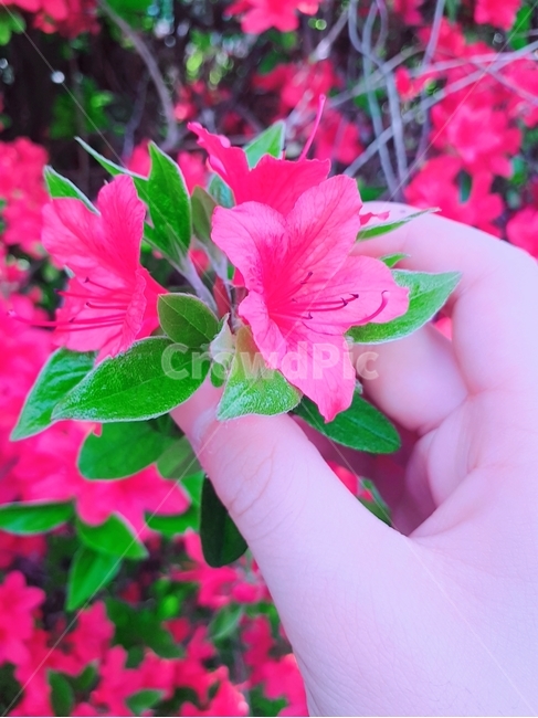 꽃,봄,철쭉,이쁨,교화
