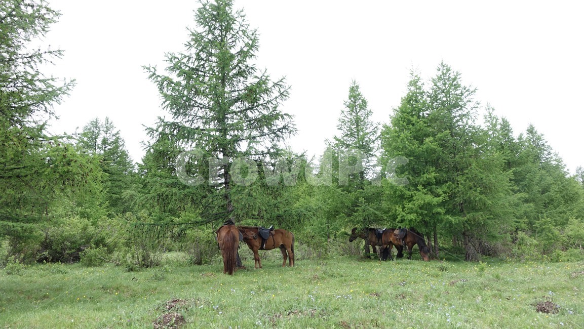 자연,grass,green,초록,nature,말,horse,나무,tree,몽골,초원,초식동물