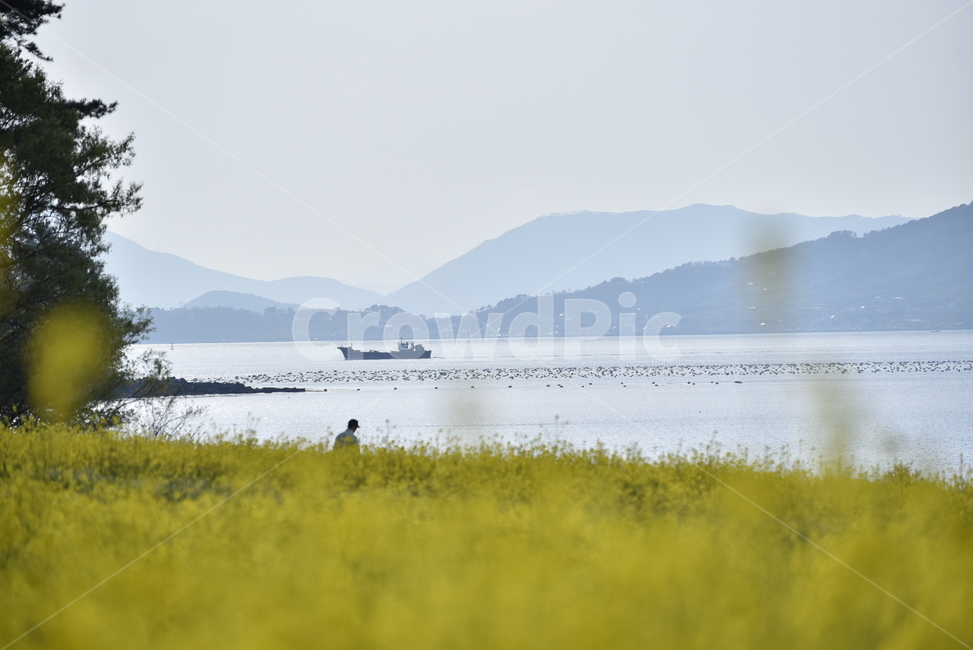 유채꽃,바다,꽃밭,노란색,nature,자연,바닷가,배,봄,풍경,봄,계절,spring,season,자연,풍경,nature,landscape,outdoors,옥외,grassland,목초지,field,들,land,땅