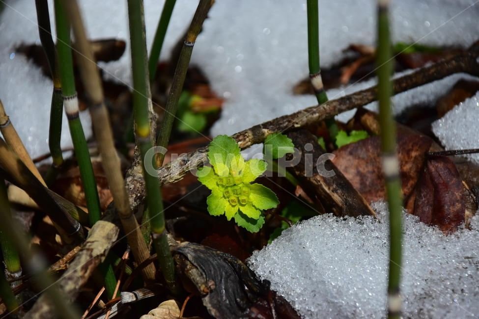 선괭이눈,야생화,봄,꽃,풀꽃,자연,식물,식생,plants,nature,spring,season,flower