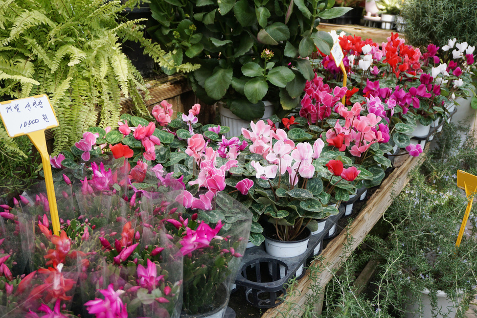 꽃,미니화분,화분,식물,꽃가게,flower,허브,허브아일랜드,포천허브아일랜드,blossom,geranium,제라늄,plant,pocheonherbisland,실내용화초,화분,화초,house plant