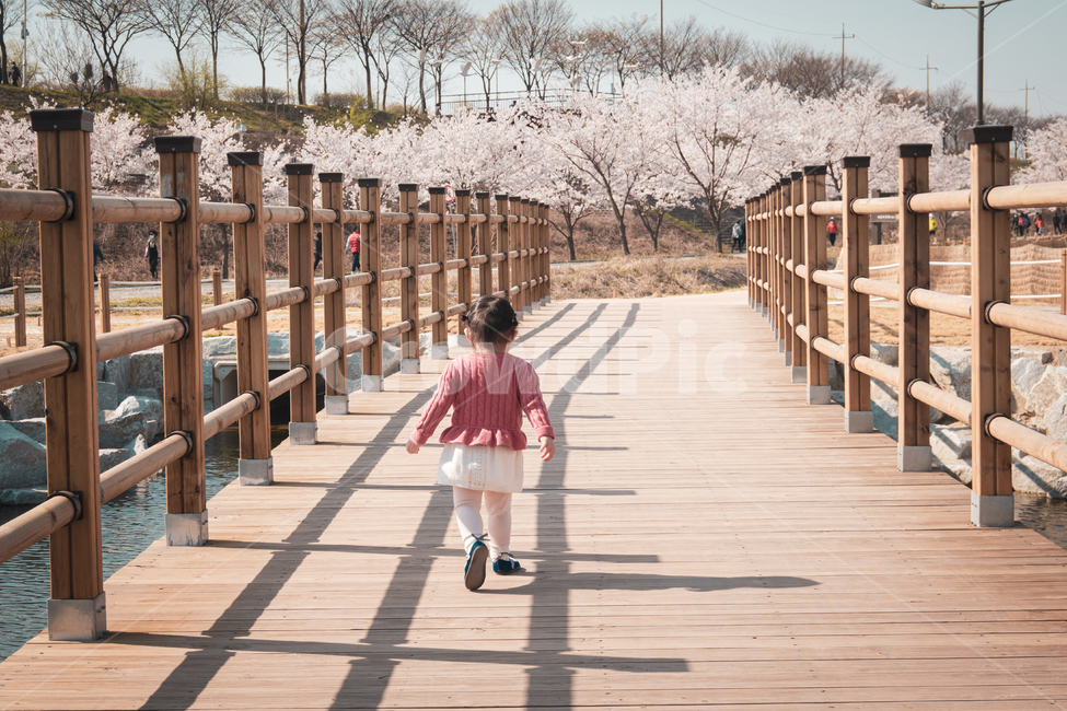 봄,벚꽃,cherryblossom,flowers,풍경,봄꽃,벚꽃나무,아기,계절,spring,season,식물,자연,plants,nature,꽃,flower,나무,trees,wood,감성,sensible,feeling,plant,다리,bridge,boardwalk,산책로